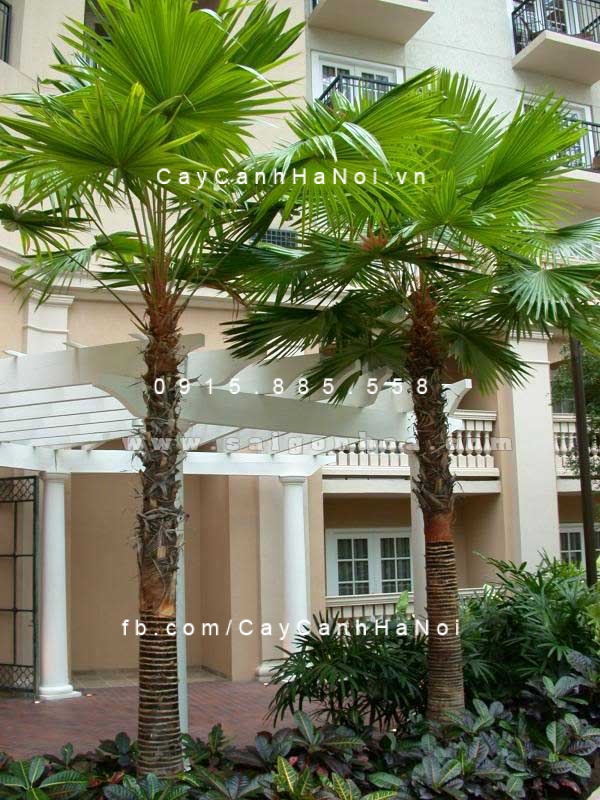 cây kè xanh Mỹ (1) cây kè xanh Mỹ (1)