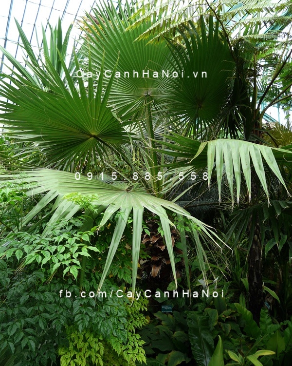 cây kè xanh Mỹ (3) cây kè xanh Mỹ (3)