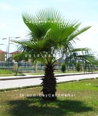 cây kè xanh Mỹ (4) cây kè xanh Mỹ (4)