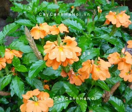 cây kim đồng cam (1) cây kim đồng cam (1)