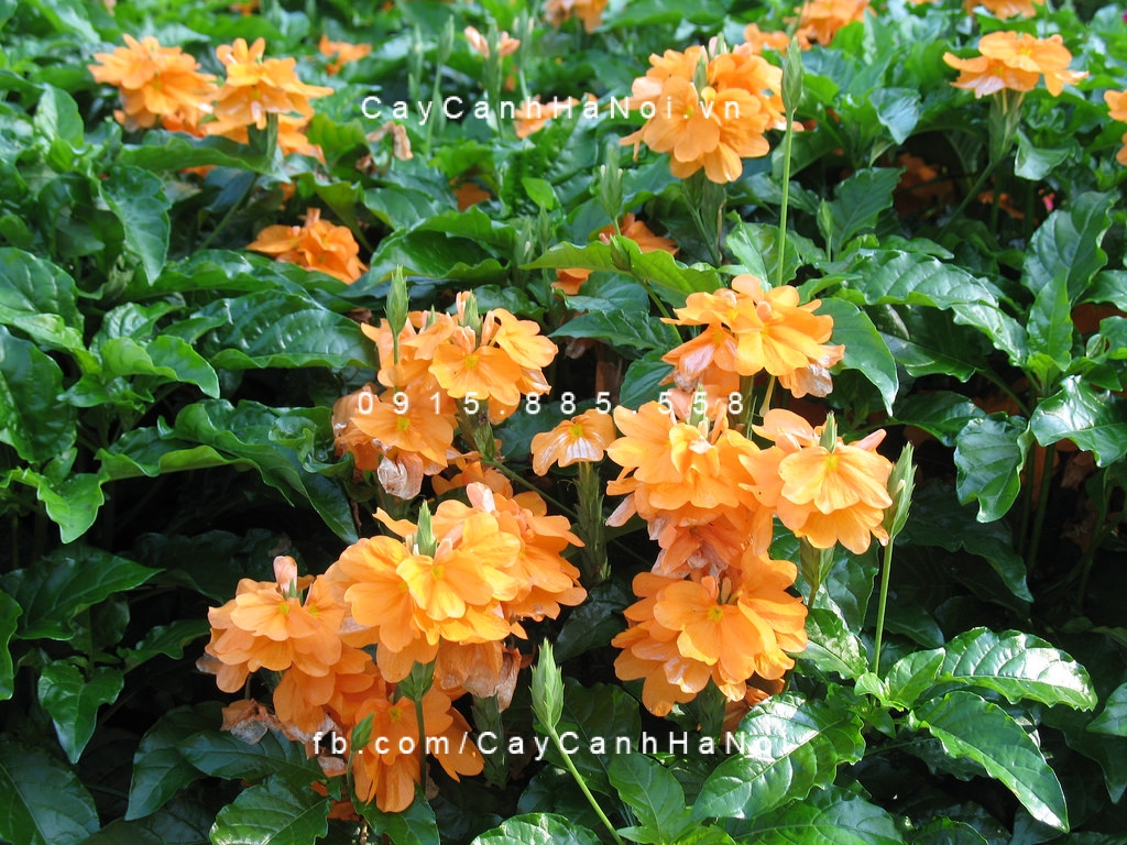 cây kim đồng cam (2) cây kim đồng cam (2)