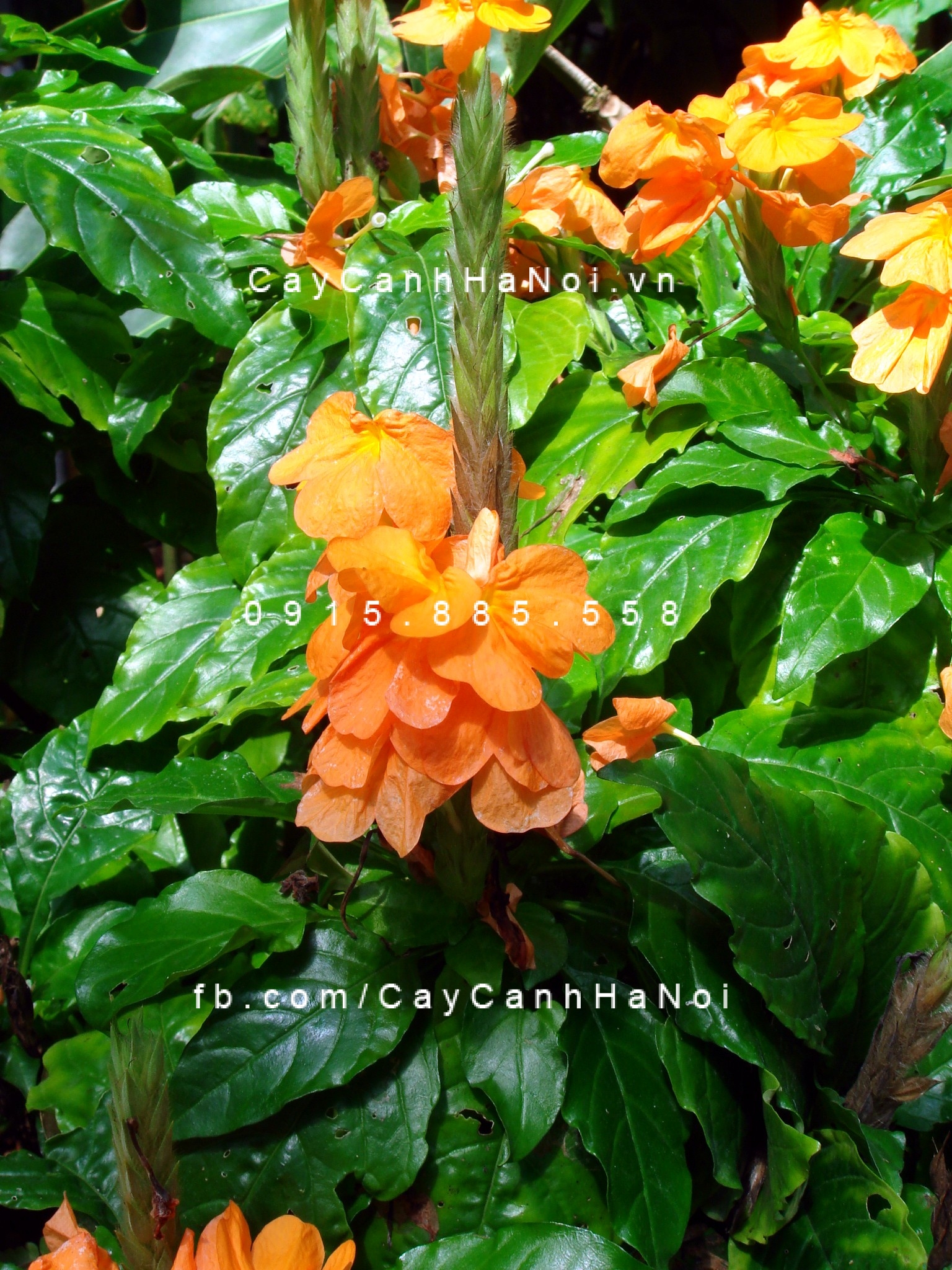 cây kim đồng cam (4) cây kim đồng cam (4)