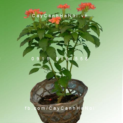 cây kim đồng cam (4) cây kim đồng cam (4)