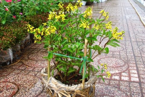 cây kim đồng vàng (1) cây kim đồng vàng (1)