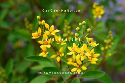cây kim đồng vàng (2) cây kim đồng vàng (2)