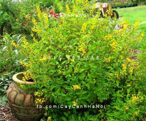 cây kim đồng vàng (3) cây kim đồng vàng (3)