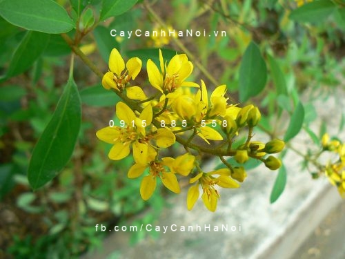 cây kim đồng vàng (4) cây kim đồng vàng (4)