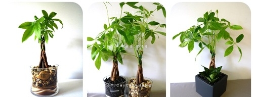 cây kim ngân để bàn trồng nước, thủy canh (2) cây kim ngân để bàn trồng nước, thủy canh (2)