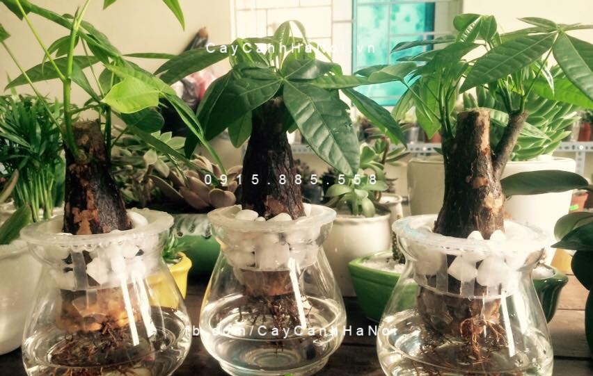 cây kim ngân để bàn trồng nước, thủy canh (3) cây kim ngân để bàn trồng nước, thủy canh (3)