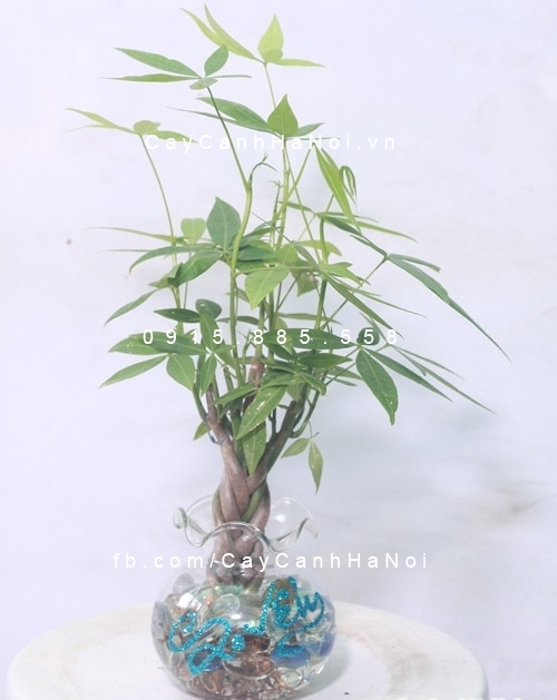 cây kim ngân để bàn trồng nước, thủy canh (4) cây kim ngân để bàn trồng nước, thủy canh (4)