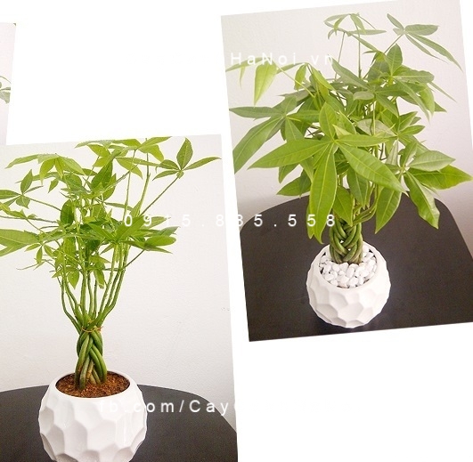 cây kim ngân phong thủy trồng nước, thủy canh (4)