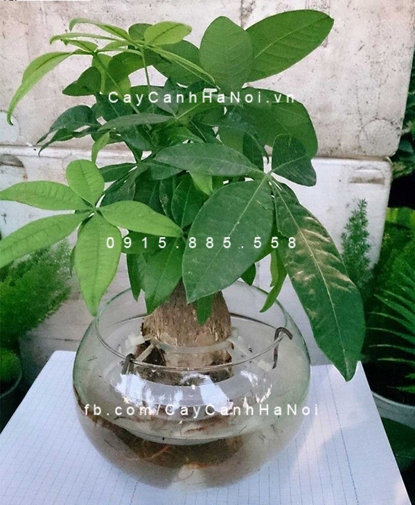 cây kim ngân trồng nước, thủy canh (1) cây kim ngân trồng nước, thủy canh (1)