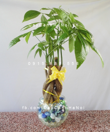 cây kim ngân trồng nước, thủy canh (3) cây kim ngân trồng nước, thủy canh (3)
