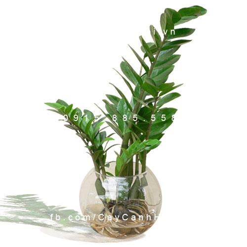 cây kim phát tài trồng nước, thủy canh (1)