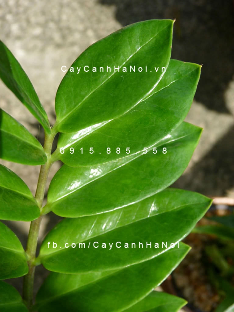 cây kim phát tài trồng nước, thủy canh (2)