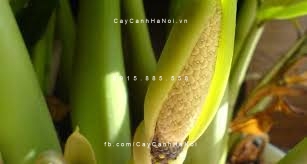 cây kim phát tài trồng nước, thủy canh (3)