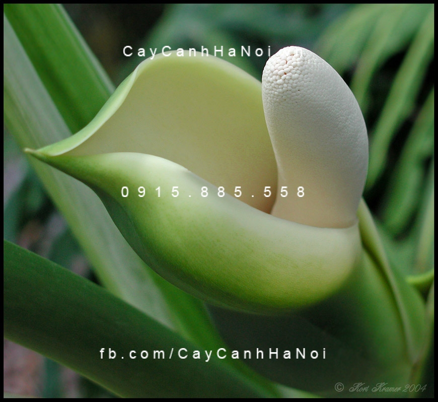 cây kim phát tài trồng nước, thủy canh (4)