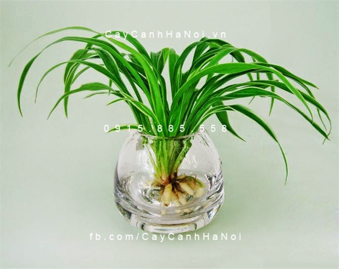 Cây lan chi trồng nước, thủy canh Cây lan chi trồng nước, thủy canh
