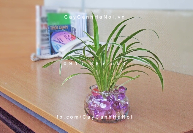 Cây lan chi trồng nước, thủy canh Cây lan chi trồng nước, thủy canh