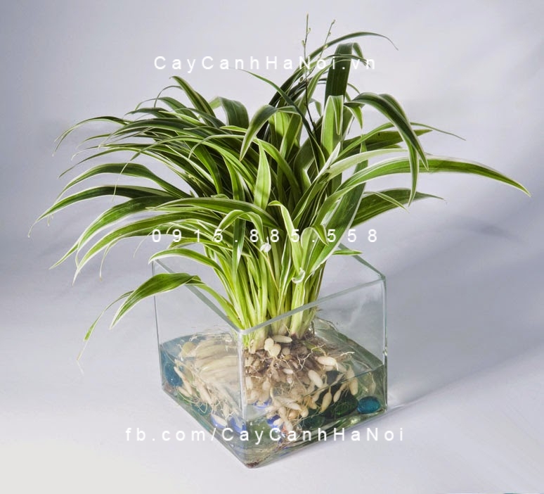 Cây lan chi trồng nước, thủy canh Cây lan chi trồng nước, thủy canh