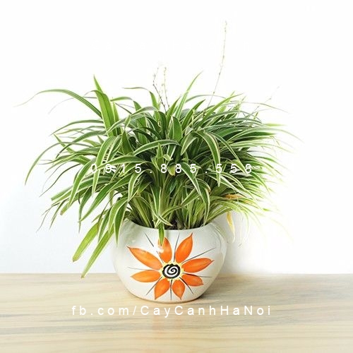 Cây lan chi trồng nước, thủy canh Cây lan chi trồng nước, thủy canh