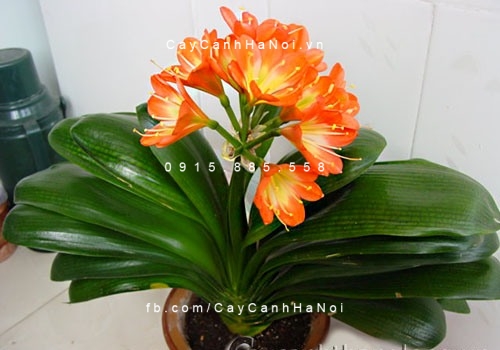 Cây cho người tuổi Tỵ Cây cho người tuổi Tỵ