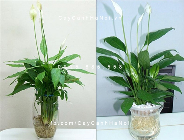 cây lan ý trồng nước, thủy canh (2) cây lan ý trồng nước, thủy canh (2)
