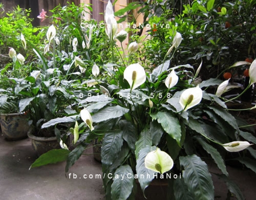 cây lan ý trồng nước, thủy canh (1) cây lan ý trồng nước, thủy canh (1)