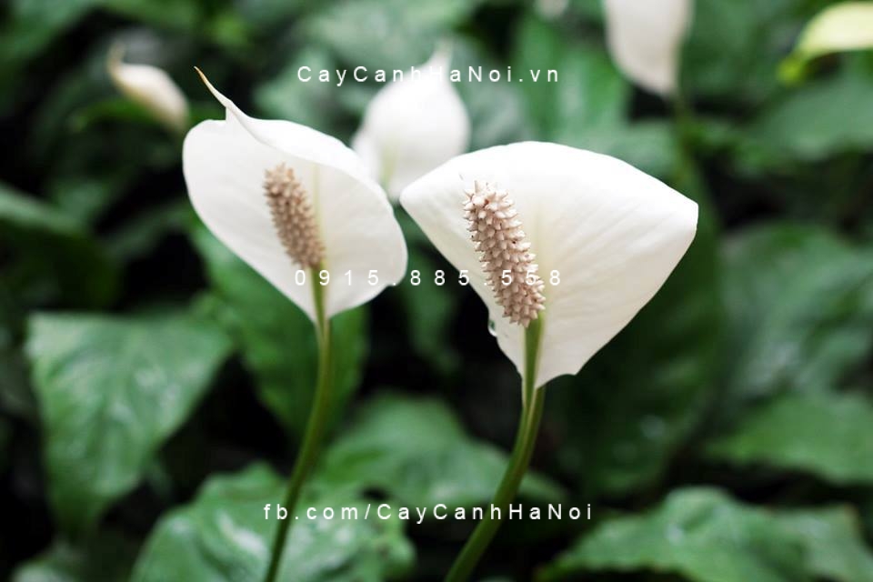 cây lan ý trồng nước, thủy canh (3) cây lan ý trồng nước, thủy canh (3)