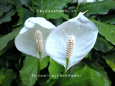cây lan ý trồng nước, thủy canh (4) cây lan ý trồng nước, thủy canh (4)