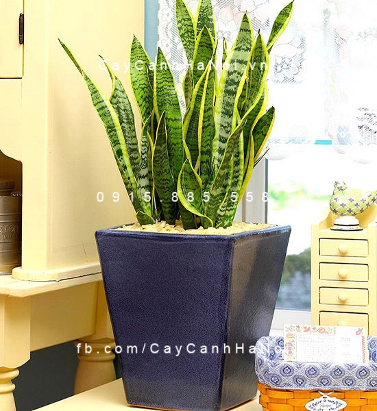 Cây Lưỡi cọp để bàn