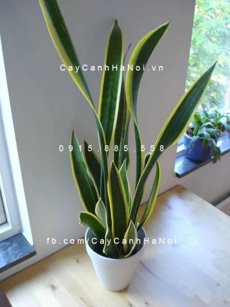 Cây Lưỡi cọp để bàn