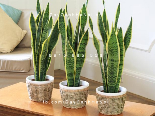 Cây lưỡi hổ trồng nước, thủy canh Cây lưỡi hổ trồng nước, thủy canh