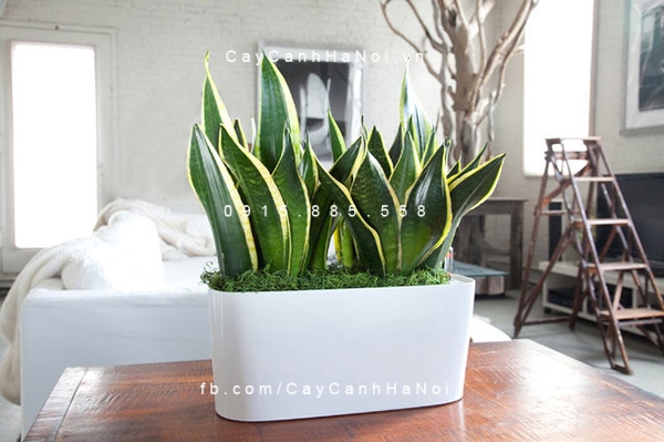Cây lưỡi hổ trồng nước, thủy canh Cây lưỡi hổ trồng nước, thủy canh