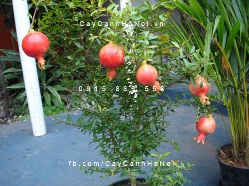 cây lựu kiểng (ăn trái được) (1) cây lựu kiểng (ăn trái được) (1)