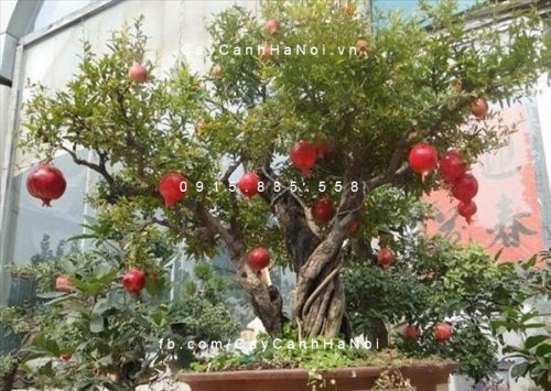 cây lựu kiểng (ăn trái được) (3) cây lựu kiểng (ăn trái được) (3)