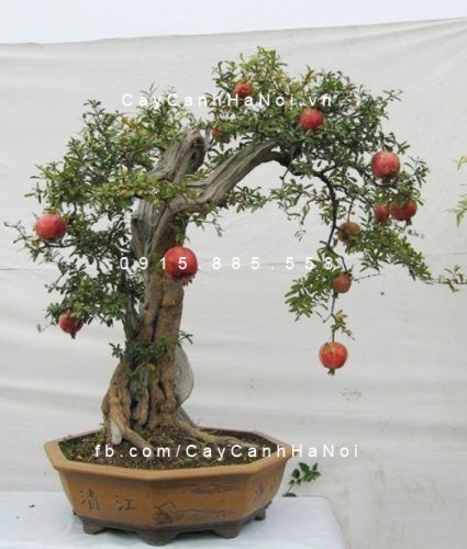 cây lựu kiểng (ăn trái được) (4) cây lựu kiểng (ăn trái được) (4)
