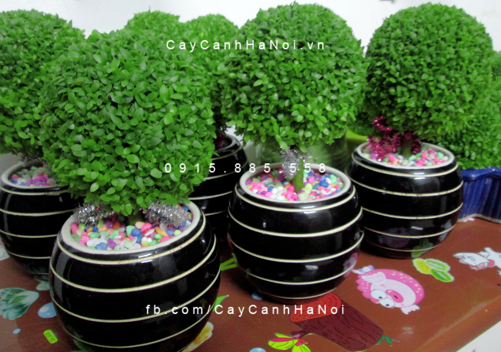 Cây tặng bạn trai Cây tặng bạn trai