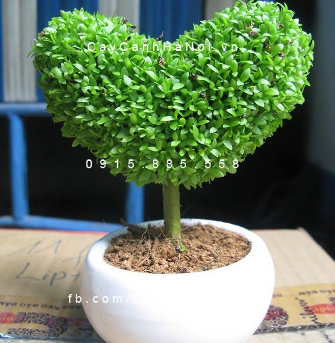 Cây tặng bạn trai Cây tặng bạn trai
