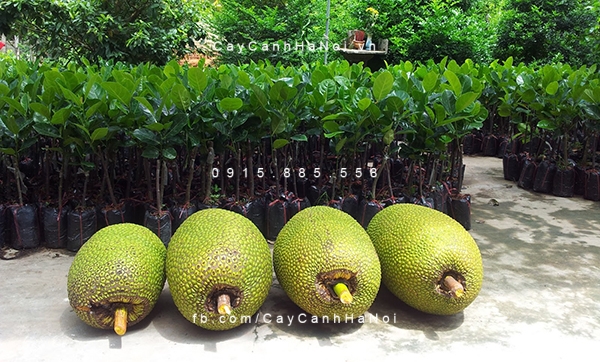 Quả mít nặng từ 3-10kg cay-mit-cong-trinh