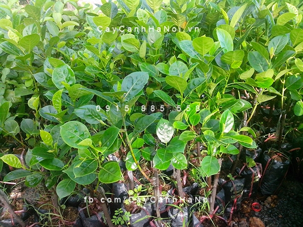 Cây Mít Giống cay-mit-giong
