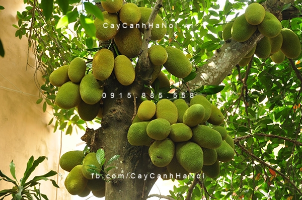 Cây mít có sản lượng quả cao cay-mit-sai-qua