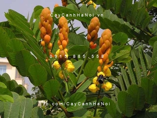 Cây muồng Cây muồng