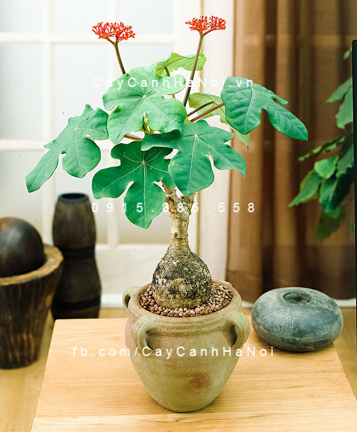 Cây ngô đồng đẹp dùng làm cây cảnh trang trí trong phòng làm việc cay-ngo-dong-2