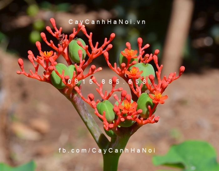 Cây ngô đồng cảnh rất dễ trồng và chăm sóc cay-ngo-dong-4