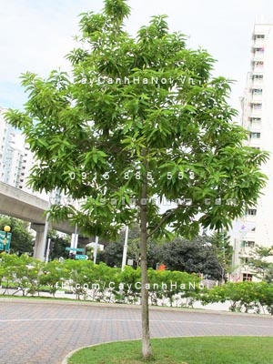 Cay Ngoc Lan
