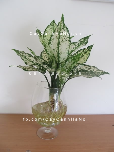 Cây ngọc ngân trồng nước, thủy canh Cây ngọc ngân trồng nước, thủy canh