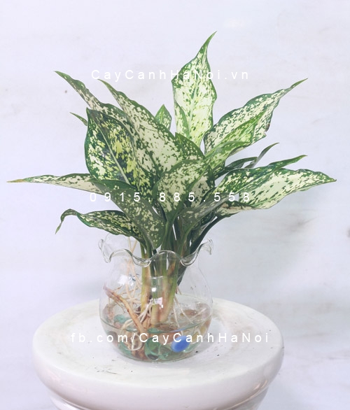 Cây ngọc ngân trồng nước, thủy canh Cây ngọc ngân trồng nước, thủy canh