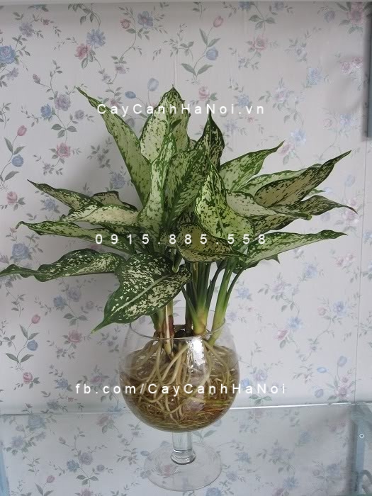 Cây ngọc ngân trồng nước, thủy canh Cây ngọc ngân trồng nước, thủy canh