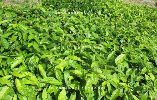 Cây nhạc ngựa Cây nhạc ngựa